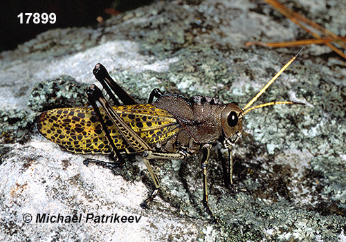 Golden-horned Lubber (Taeniopoda auricornis)